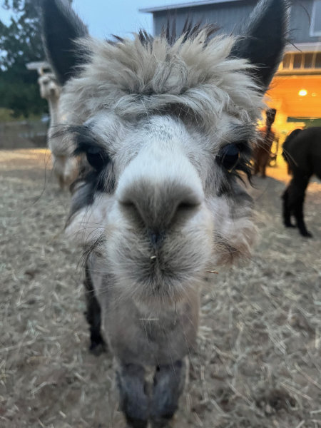 alpaca funny face