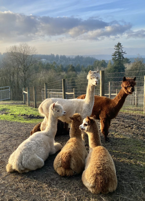 alpaca group in a field